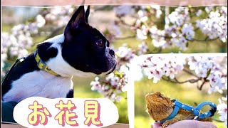 ボストンテリア犬とフトアゴヒゲトカゲで初めてのお花見