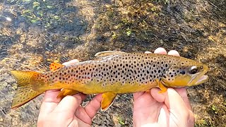 Tenkara in the Iowa Driftless - Vlog #76