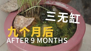 很少打理的三无鱼缸九个月后What will happen to my aquarium after nine months