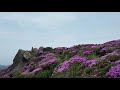 満開のミヤマキリシマ（九重連山平治岳）20190606　superb view of japan wild azalea blooming on the summit