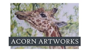 Acorn Artworks - (Full Tutorial) Giraffe in Coloured Pencil - Polychromos