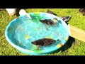 We have Chicks!! and Bonus Duck Footage We have Chicks!! and Bonus Duck Footage