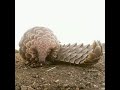 Pangolin extending its tongue