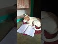 என்னடா போட்டு இருக்கா dog ammapets comedy