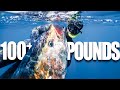 Spearfishing GIANT Bluefin Tuna | Chasing Foamers in San Diego, California