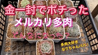 【多肉植物】【ガーデニング】ママがポチったメルカリ多肉はどうなった⁉️    多肉大好き！なりちゃんパパ　多肉奮闘記その147