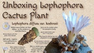 UNBOXING Lophophora diffusa koehresii Cactus | My New Lophophora Cactus