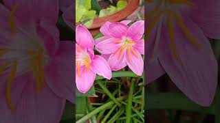 Monsoon flowers #easy #shortsyoutube #plant #gardenhill #shortsviral #shortvideo #shortsfeed