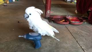 Cockatoo plays with his drill while Mom admires his handywork