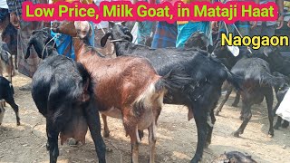 💰আজ ২৩/০৩/২০২২ || Goat Price in Mataji haat || মা ছাগলের দাম || নওগাঁ জেলার || মাতাজি #ছাগলেরখামার