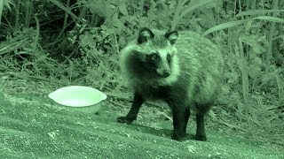 【野生動物・地域猫】三度の失敗を乗り越えて遂にたぬ吉の投薬に成功する‼【魚くれくれ野良猫製作委員会】