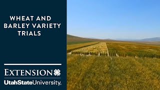 Wheat and Barley Variety Trials