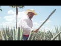 This Farmer Is Fighting for the Future of Tequila | Meet a Jose Cuervo Jimador in Mexico