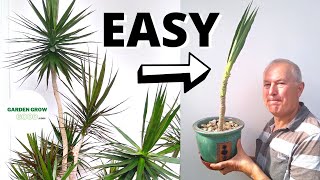 How to Propagate a Dracaena Marginata With a High Success Rate