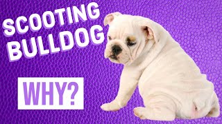 English Bulldog Dragging its Tail | Scooting