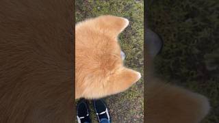 【秋田犬のテツ】上からあきたいぬ#大館 #秋田犬