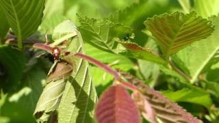 Henicolabus Leaf-rolling Weevil Dropping Her Nidus ルイスアシナガオトシブミ♀が完成した揺籃を切り落とし