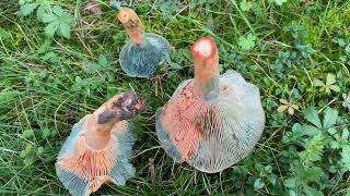 Lactarius semisanguifluus, November 27, 2022