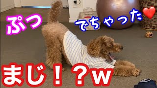 犬がオナラした瞬間が奇跡的に撮れた！いい音だな！w