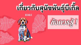 ข้อควรรู้‼️เกี่ยวกับสุนัขพันธุ์บีเกิ้ล | 1 นาที รู้เรื่อง ! | UPSPOT CHANNEL