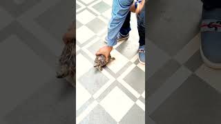 kachuye ko kiya ulta #shorts #viral #ytshorts #tortoise #turtle #kachua