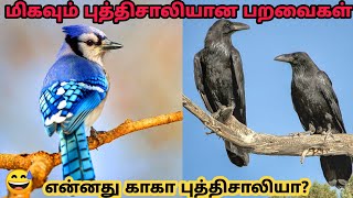 மிகவும் புத்திசாலியான பறவைகள்||GENIUS BIRDS||BLACK EYES||தமிழ்