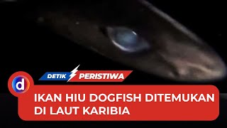 Terungkap Spesies Misterius yang Ditemukan di Laut Karibia