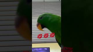 똑똑한 앵이 🦜 #뉴기니아 #뉴기니아앵무새 #shots #shortvideo #parrot #앵무새 #반려동물 #말하는앵무새 #eclectusparrot