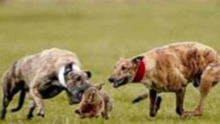 snatch, hare coursing with waterloo pictures