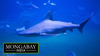 India needs more conservation-relevant research on sharks and rays