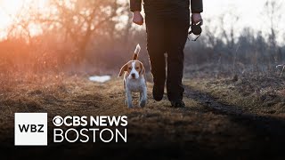 Marblehead considers raising fines for off-leash dog violations