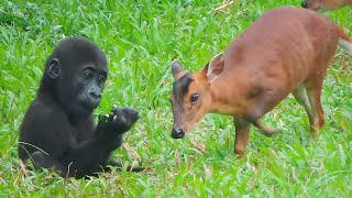 小金剛Ringo吃東西超可愛🦍👶🏻😋Baby gorilla Ringo eats food is so adorable