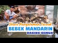 Sharing pengalaman ternak bebek mandarin