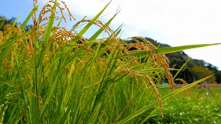 実るほど頭を垂れる稲穂かな / 日本の原風景/ 実りの秋 / 金色の野 / 里山 / 伊豆下田  / 稲刈り一週間前 / 田舎暮らし / 2010.10.4. / 4K video / LX-100