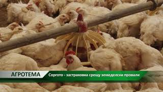 Агротема: Соргото - застраховка срещу земеделски провали, автор: Камелия Карадочева