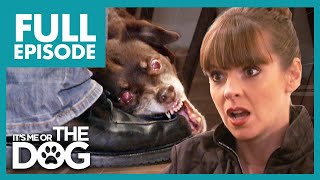Owner Allows Dog's Bad Behavior! | Full Episode USA | It's Me or The Dog