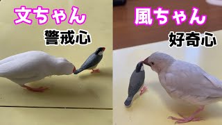 【それぞれの反応が面白い笑】文鳥のミニチュアを置いてみた　Java sparrow