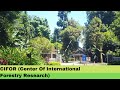 Driving to CIFOR (Center of International Forestry Research) Bogor - Binaural Sound #forest