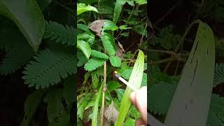 mimosa pudica reaction to fire 🔥