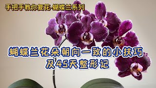 手把手教你复花-蝴蝶兰 96- 蝴蝶兰花朵朝向一致的小技巧 及44天整形记