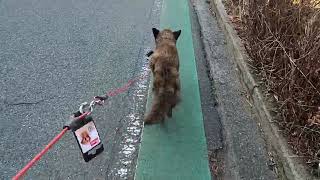 ぶどう農園の作業　愛犬と散歩　夕のルーティン　乾燥した晴天　愛犬と畑を回る　生育状況　新品種　ぶどう農園　日々の暮らし　自然　ペット