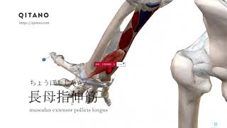 長母指伸筋の解剖学図｜musculus extensor pollicis longus｜筋肉辞典#27