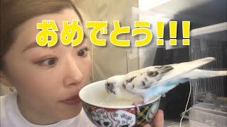 【セキセイインコの入院】退院して１ヶ月のご報告です！！！