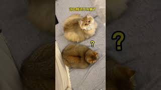 【#麻蛋和丑丑】留守猫过年也会长胖?#猫咪的迷惑行为 #过年那些留守在家的小猫