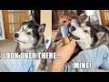 Husky Tricks Him Into Looking Away To Take His Sausage Roll!