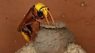 Wasp making  house ( kandireega illu) #waspnet #kandireega