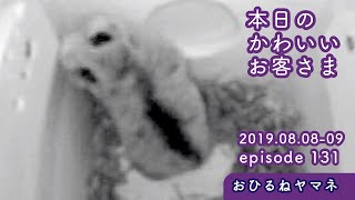 『野鳥の巣箱で昼寝する天然記念物ヤマネ』2019/08/08-09 本日のかわいいお客さま