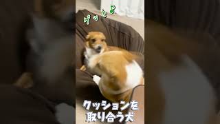 クッションを守る方法が独特なコーギー犬【日常】