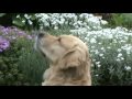 golden retriever useful friend of tuskulum kwintesencja jaskier 2009