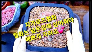 다육이철화 분갈이 하는방법? 많이자란 철화 큰화분에 옮겨심는법(succulent, 多肉植物)